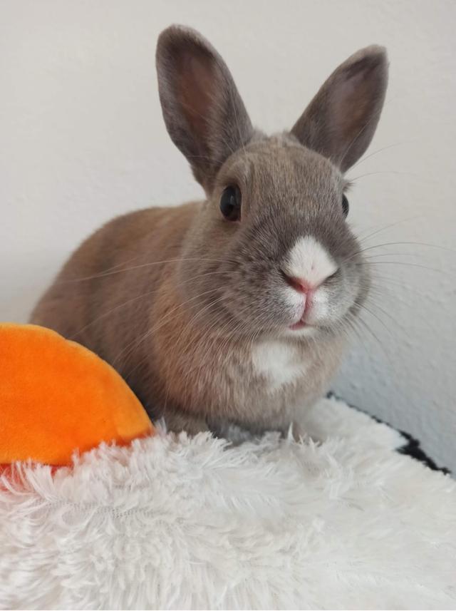 Portrait of a rabbit